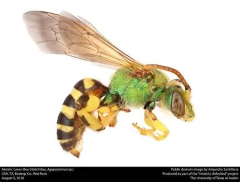 bertud ng bubuyog|Mga uri ng bubuyog: species, katangian at larawan.